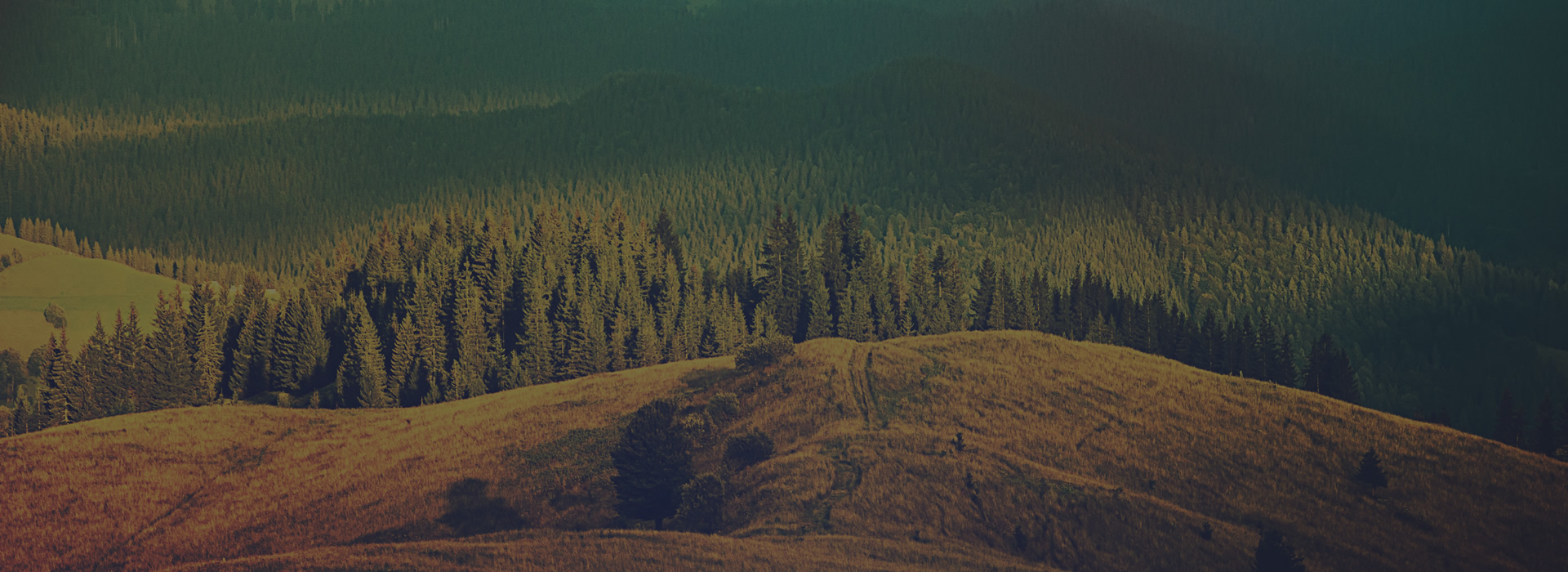 Fully Responsive Slider & Carousel